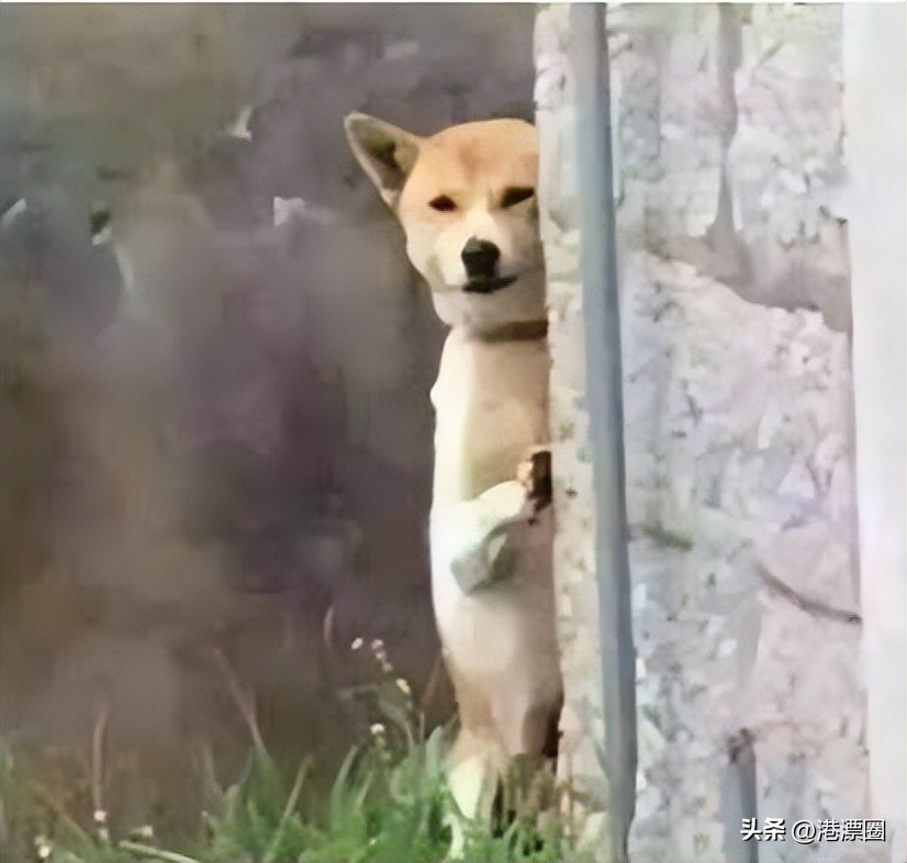 拼了！港府又放大招，花钱就能拿永居