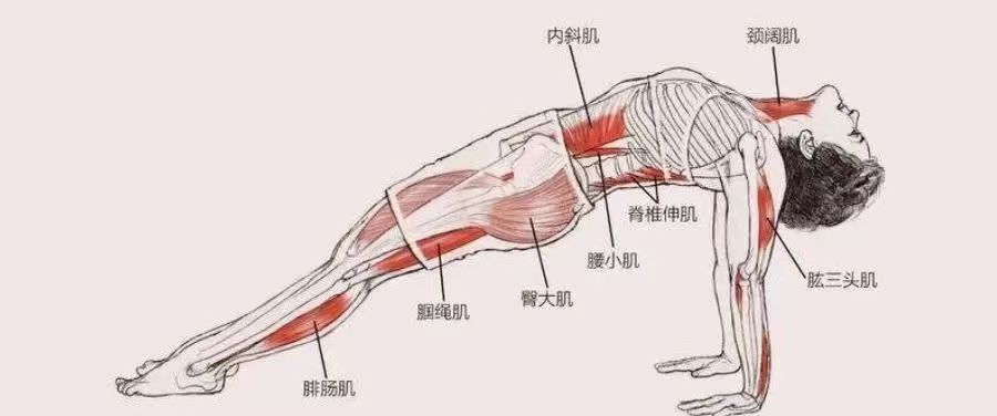 练瑜伽反板式腿抽筋,手腕疼?这样调整就对了