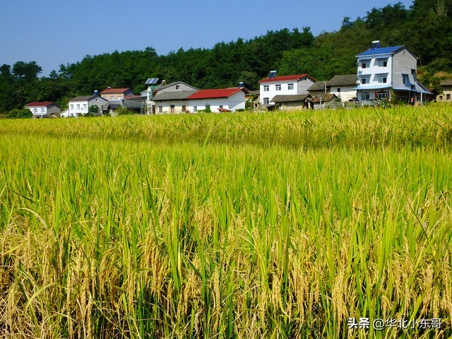农村个人宅基地自建房国家政策,农村宅基地占用耕地政策
