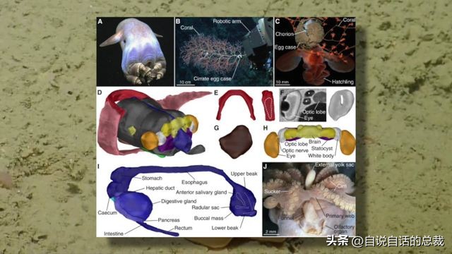 潜入深海寻找宝藏,潜入海底最深处你会发现什么