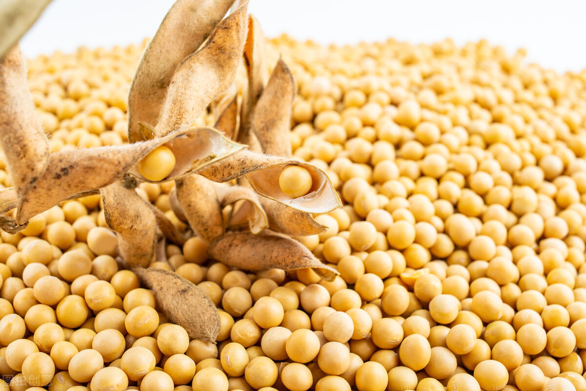 中储粮释放消息后玉米会涨价么,玉米最新行情中储粮