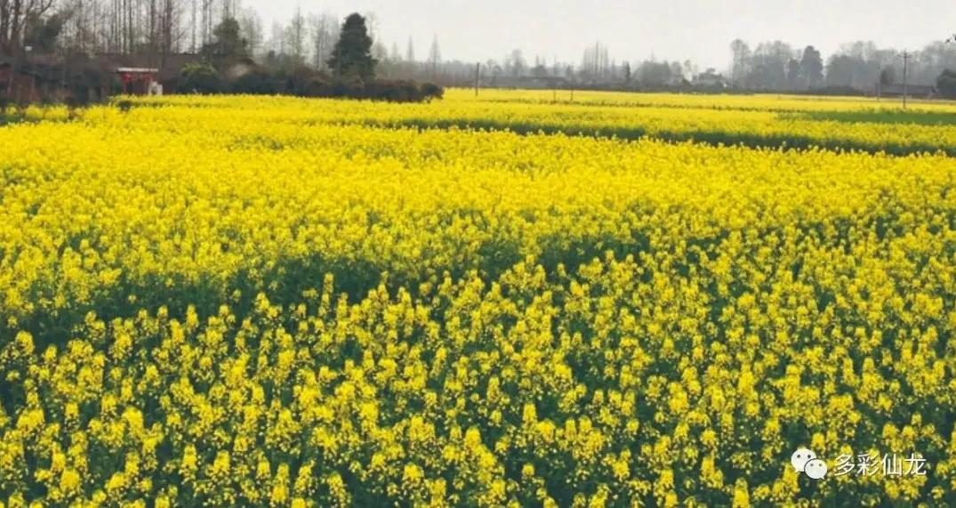 永川仙龙油菜花基地,仙龙油菜花节