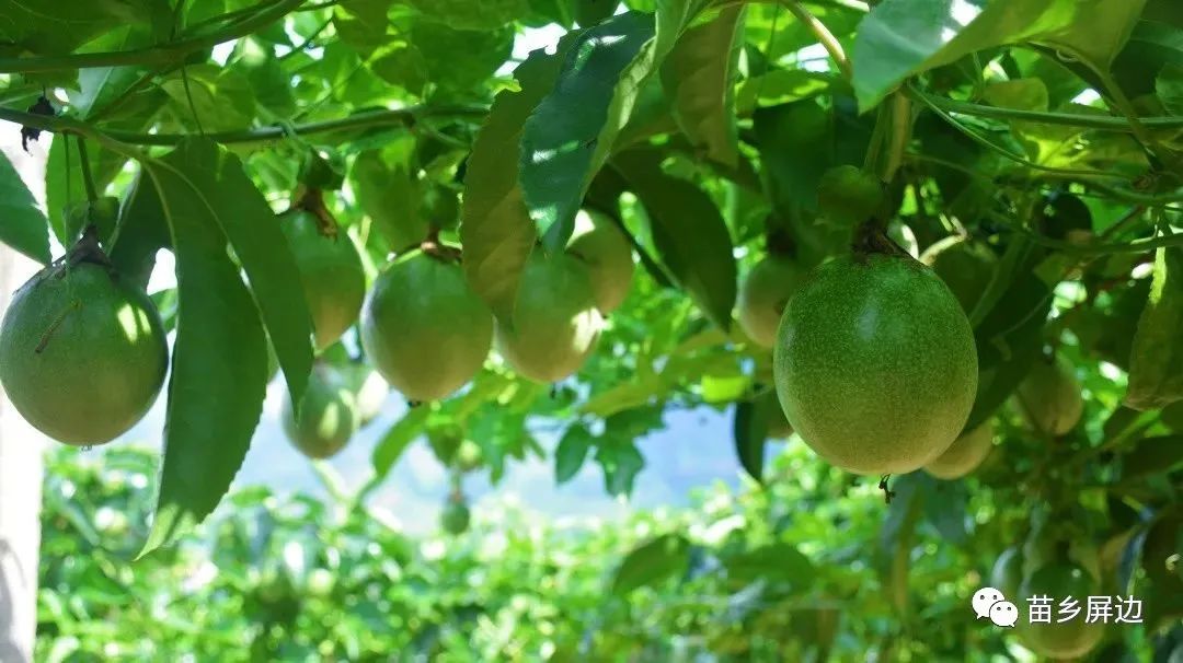 乡村振兴电商脱贫,乡村振兴电商助农黑龙江