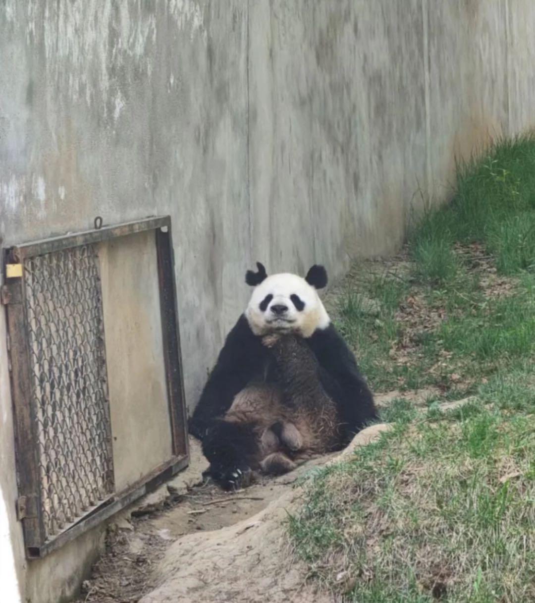 熊猫界顶流盘点,熊猫界十大顶流