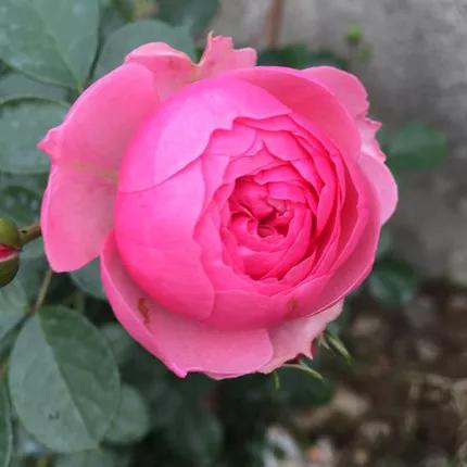 月季品种醉花,月季品种大全及图片欣赏