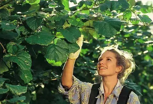 新西兰的国宝之——黄金果