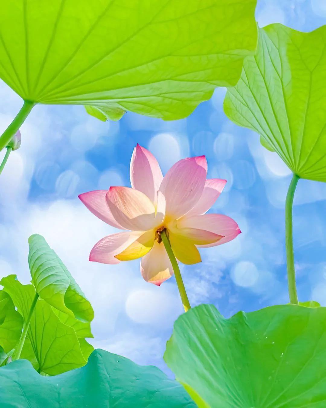 一花一世界，一叶一菩提,一花一世界一叶一菩提视频