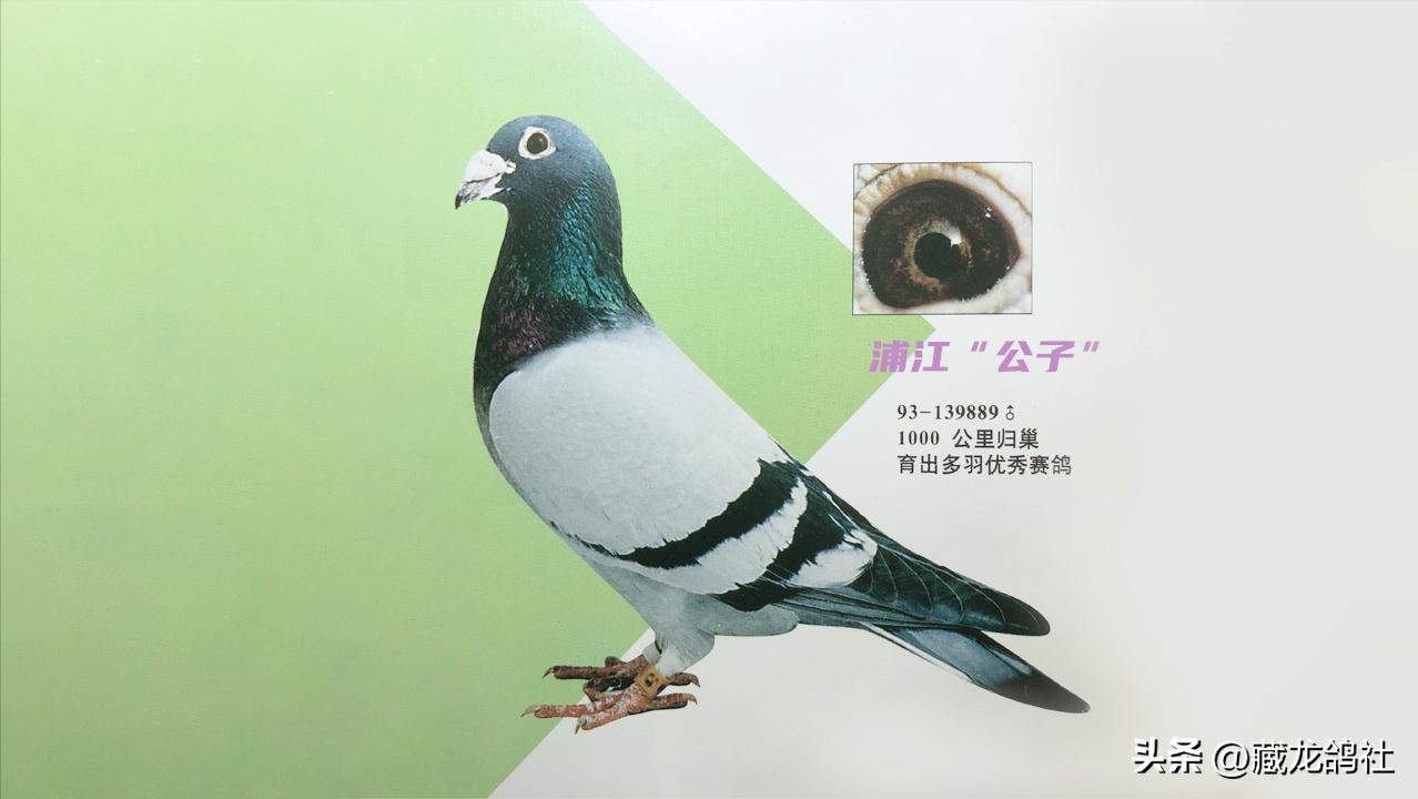 养鸽成功的十大秘诀,新手养鸽8大养鸽要素