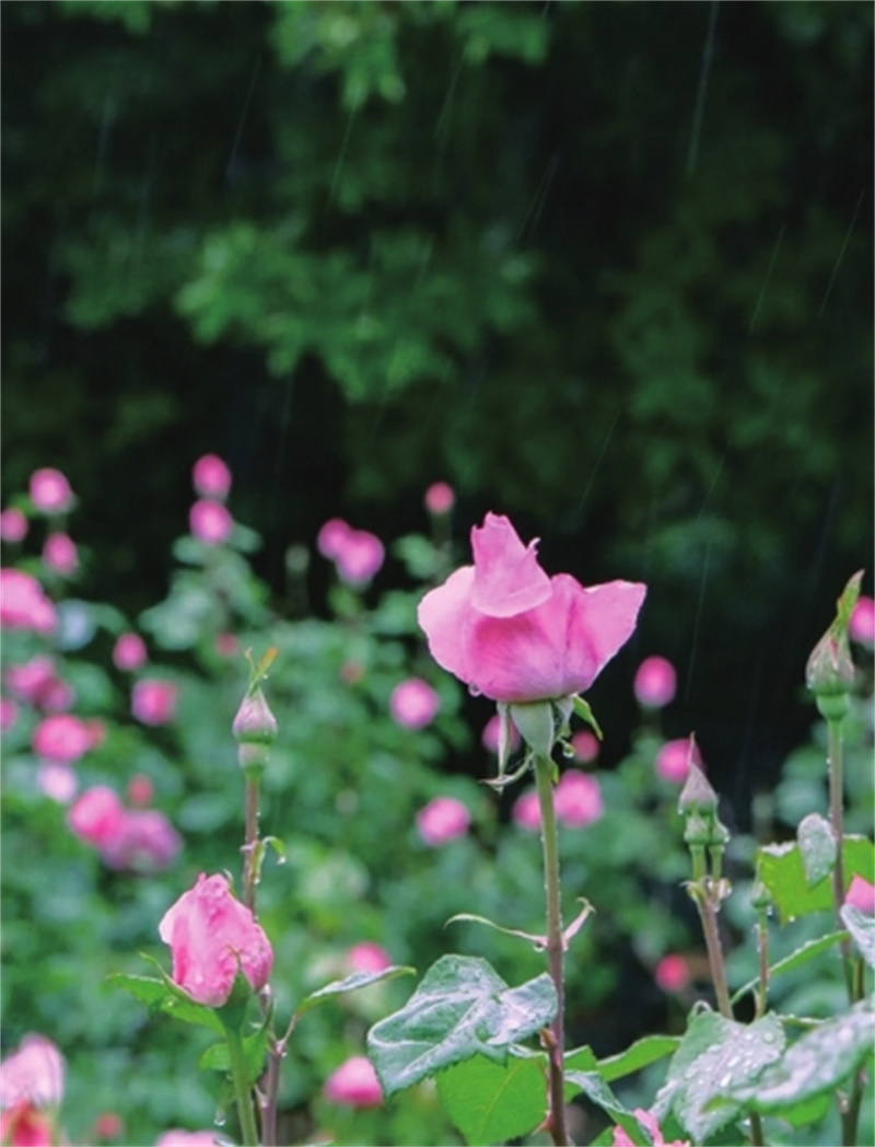 初夏六月来郑州公园邂逅美好