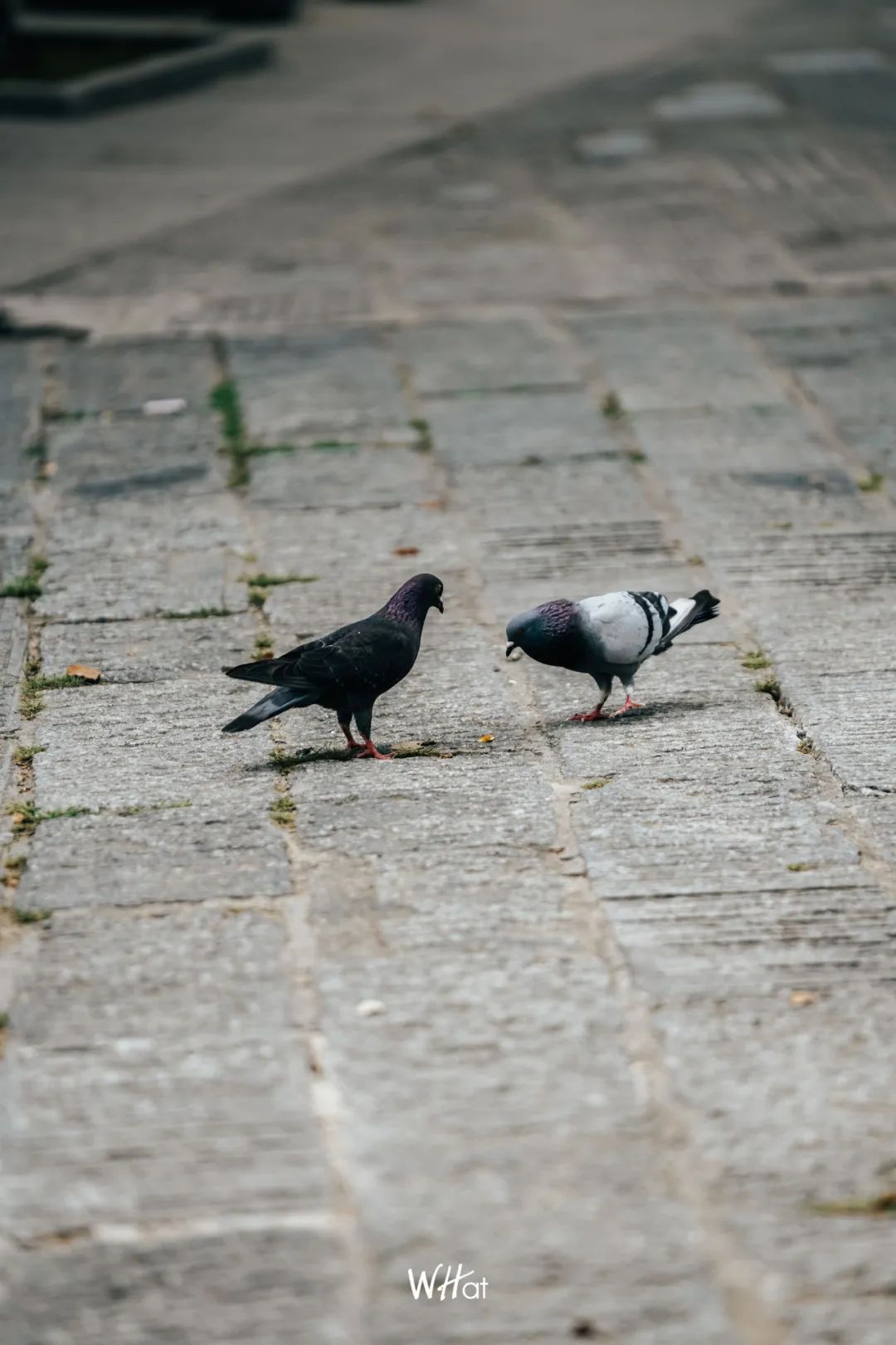 宝通寺后山流浪猫,猫可以治好人的精神内耗吗