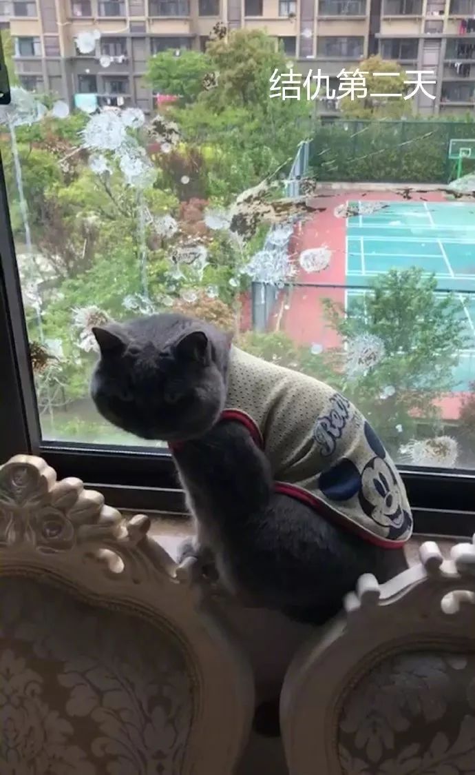 我哥窜稀，喷了我家猫一头粑粑！猫：我屎到淋头了...