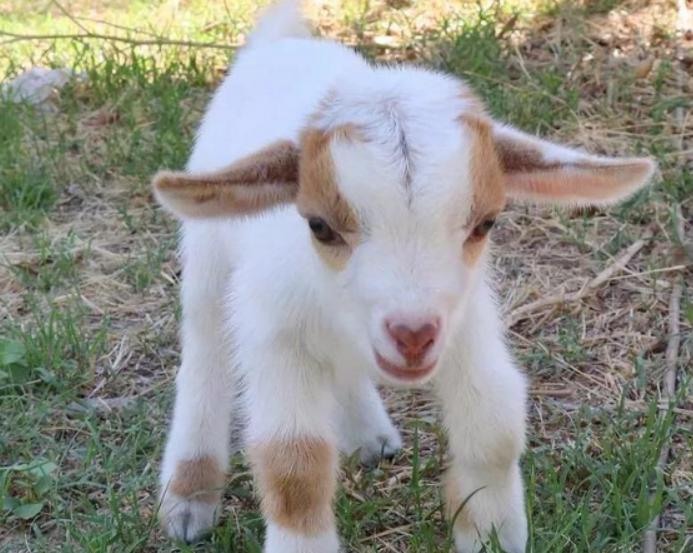 小羊羔拉稀没精神怎么办？小羊拉稀后精神状态不好怎么办？