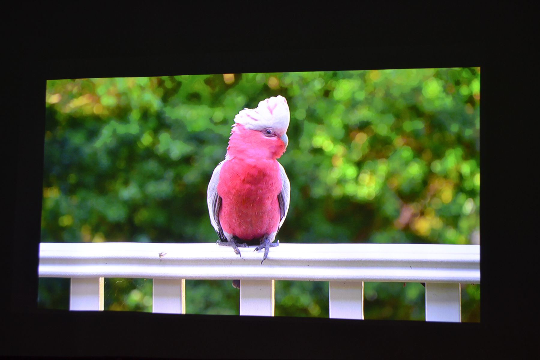 当贝x5投影500寸效果,当贝x5ultra4k投影仪测评