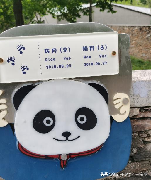 大熊猫皓月和花花,大熊猫花花有几个绯闻男友