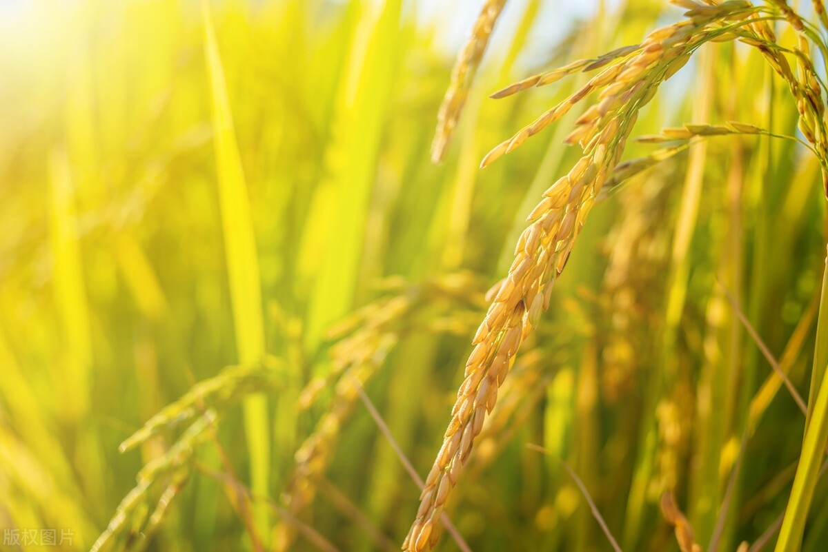 菽粟什么意思,五谷稻麦黍菽稷分别是什么