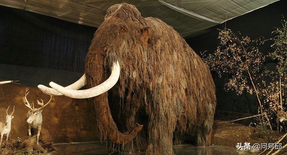 冰川时期长毛象有没有灭绝,冰石时代长毛象是怎么灭绝的