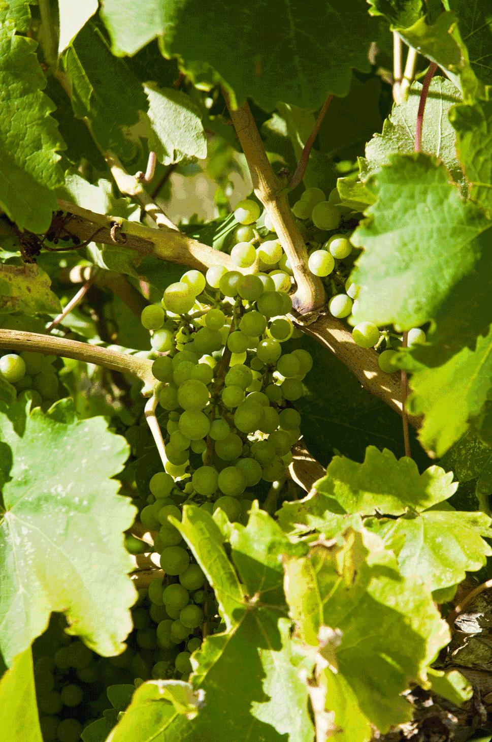 最好吃的爆浆葡萄,香甜爆汁葡萄