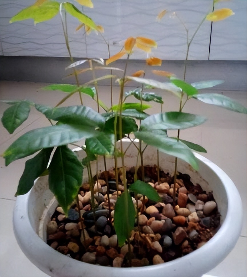 吃剩的果核先别扔可以养成小盆栽,果核怎么变成盆栽