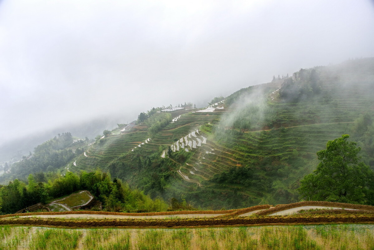 “春未老，风细柳斜斜。”——诗词里的四月天