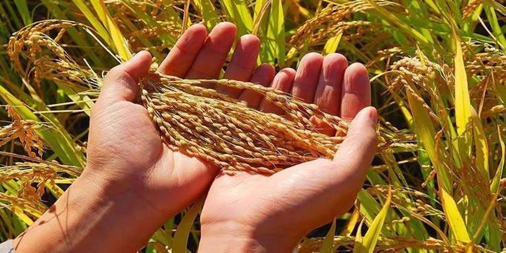 俄罗斯开放海参崴了吗,俄罗斯为何开放海参崴出口