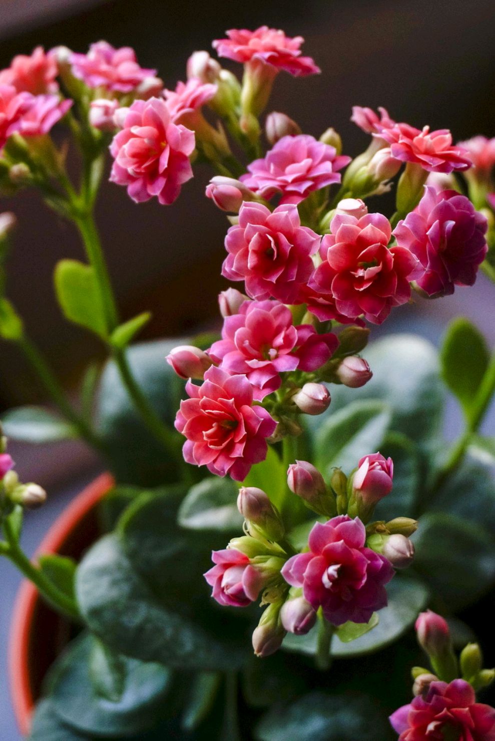 百花齐放春意浓群芳争艳,百花齐放喜迎新春