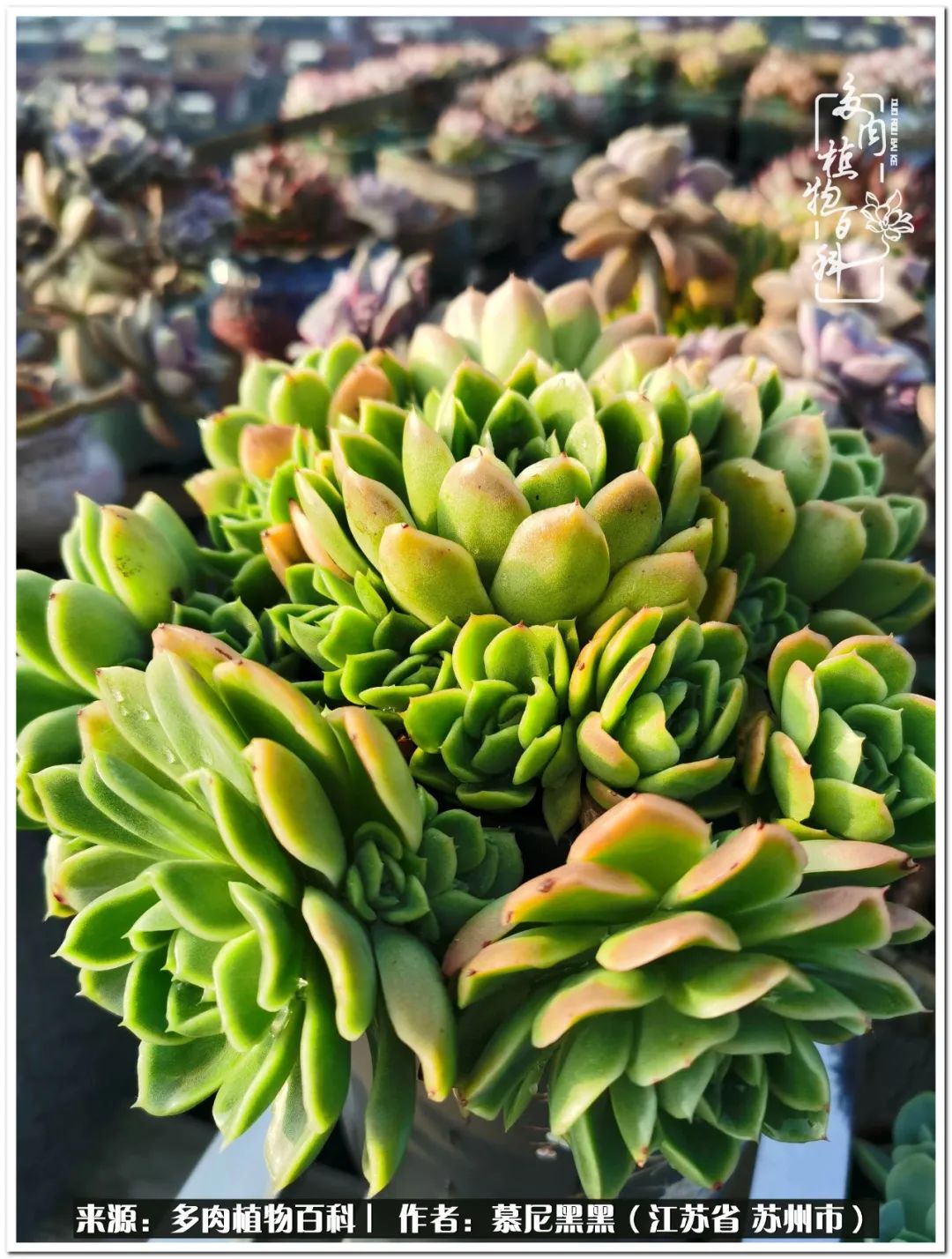 生活需要三分甜,生活需要一半禅意一半烟火