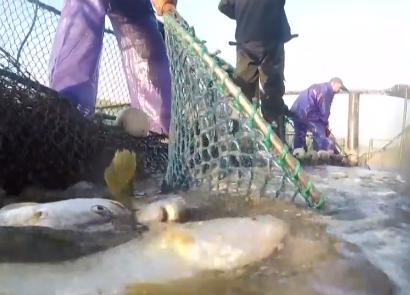 浙江人养南美对虾赚钱,浙江男人养甲鱼