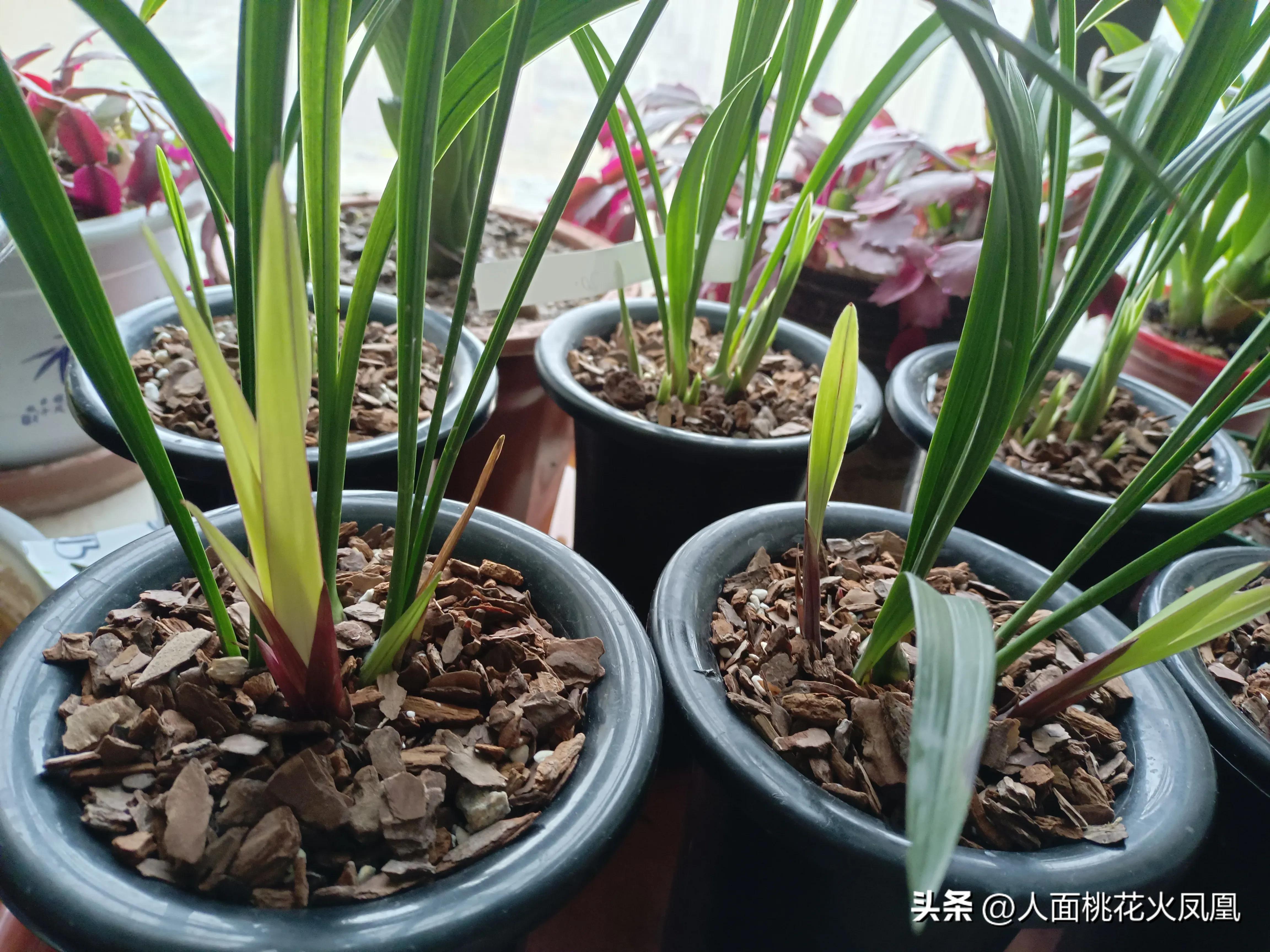 建兰不长新芽是什么原因,建兰花不开花是怎么回事