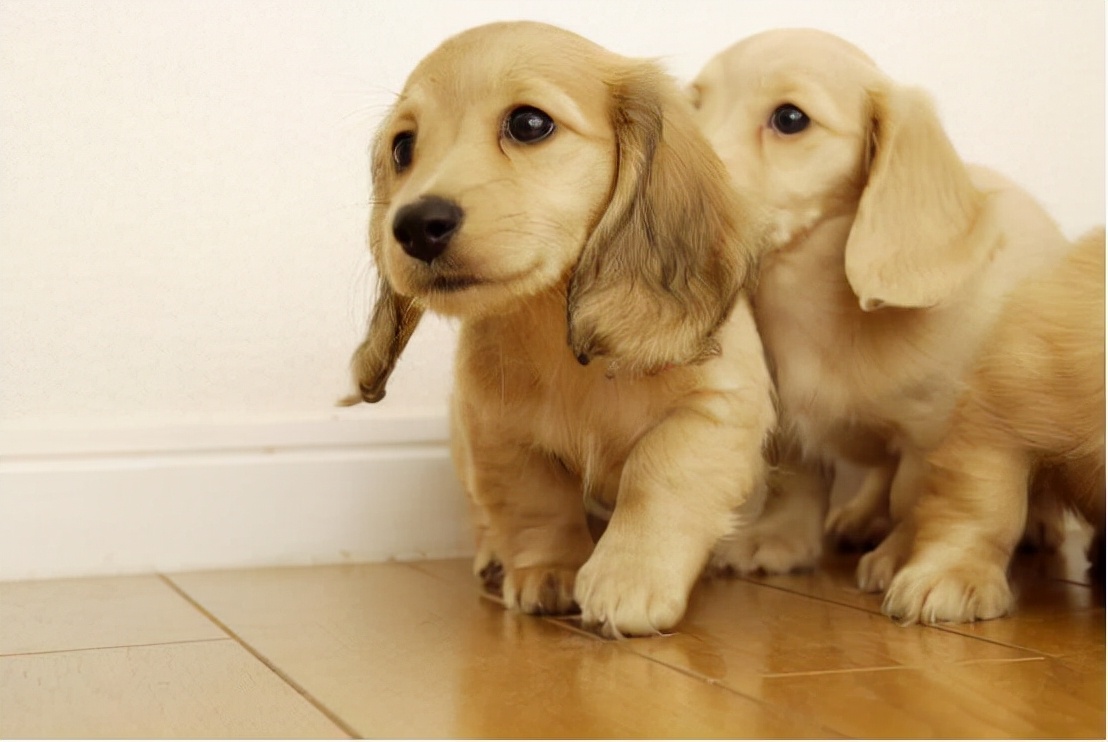 狗狗总是磨牙怎么办,狗狗老是龇牙该怎么办