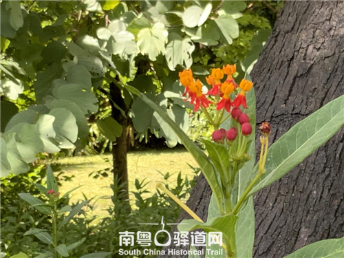 关于捐赠广州东山柏园“史语所”旧址两幅植物标本画作的背景材料