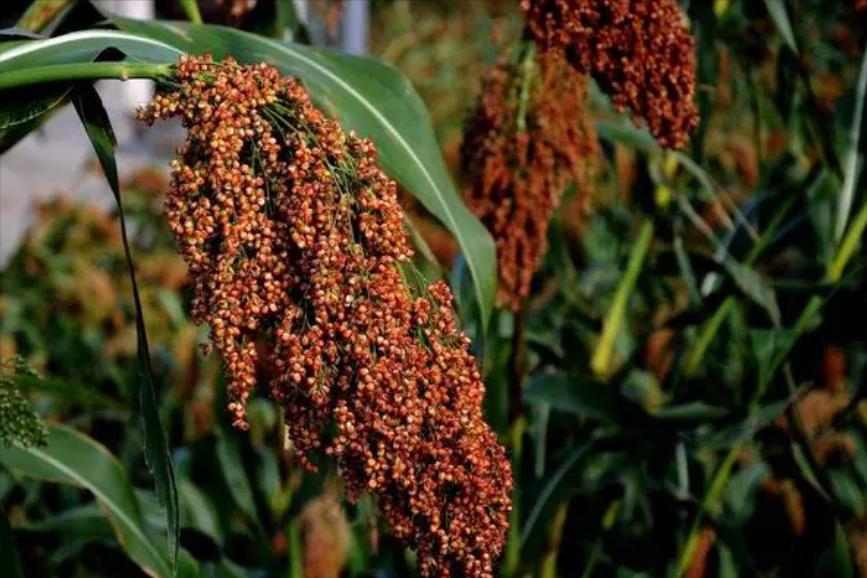酒席祝酒词,宴席祝酒词简短精辟