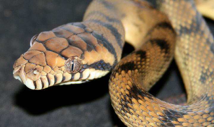 世界最大的蛇类,中国最大的蛇类展览馆