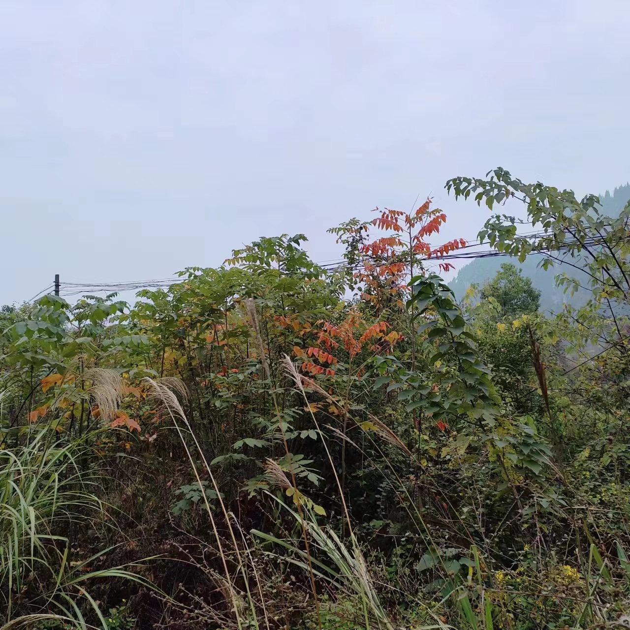 我的卧床秘闻（十六）血压升高了