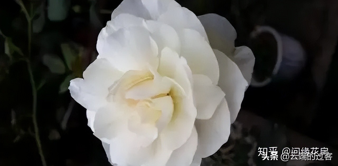 1到99朵玫瑰的含义图片,1到99朵玫瑰花语是什么