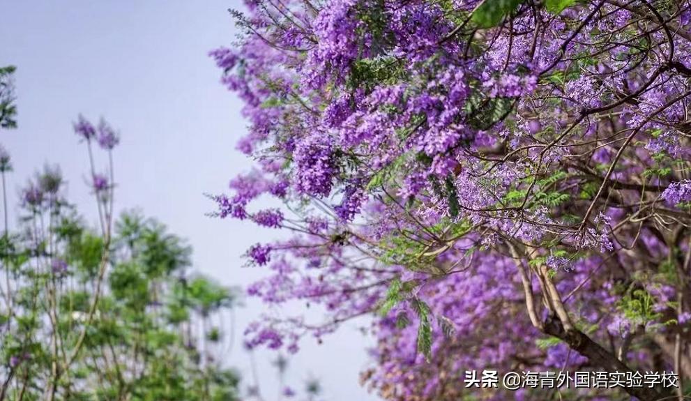 乐数学之趣味展思维之魅力——海青第二届“海数杯”素养大赛启动