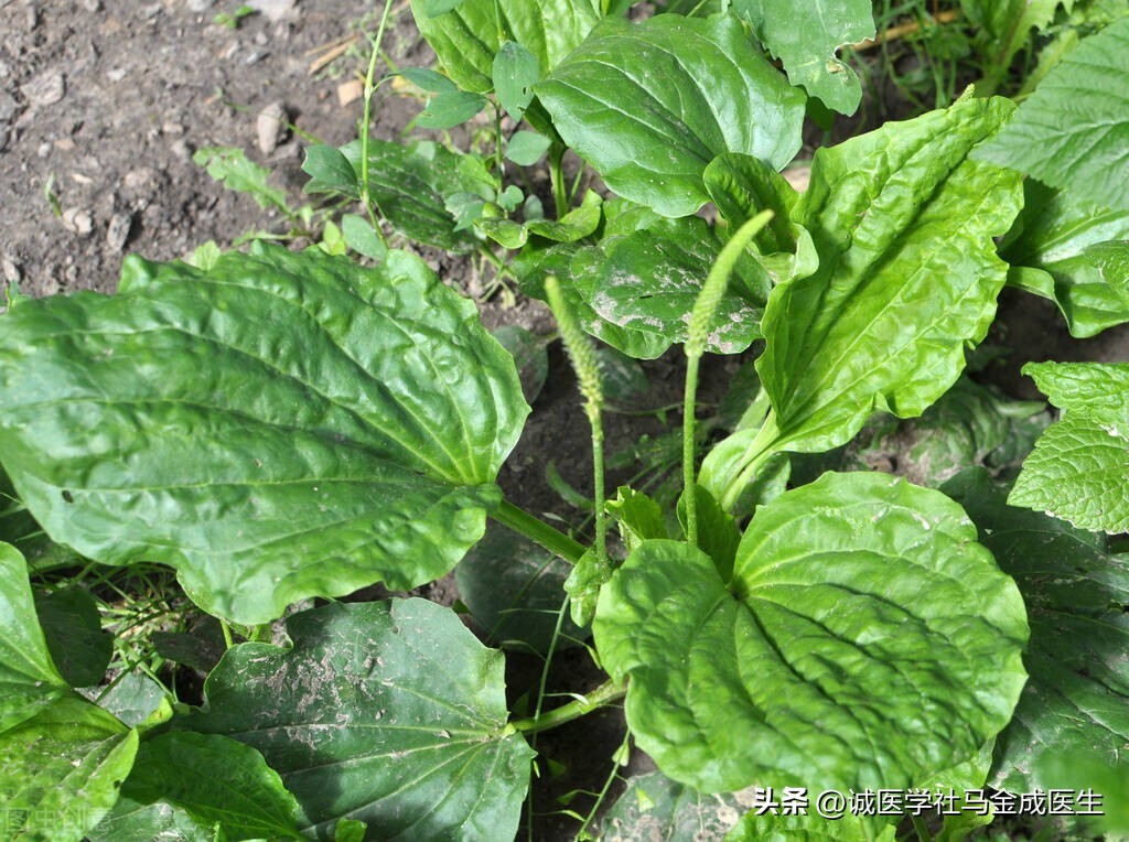 夏天喝什么茶补肝肾又不上火,张景明讲补肝肾又不上火方子