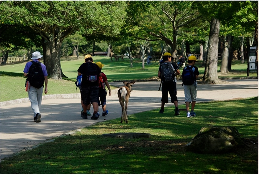 奈良街上的梅花鹿,奈良梅花鹿公园