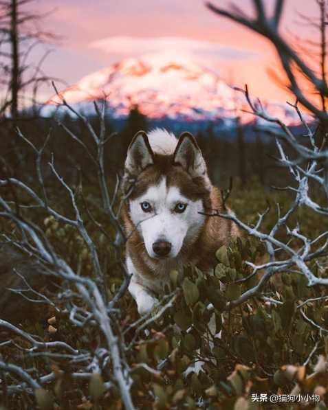 “纯种”哈士奇，才会有的特征，看完你敢养吗？