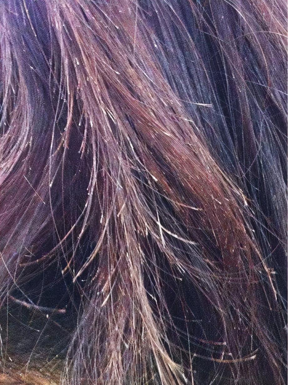 头发分叉是死掉了吗,头发分叉是分裂还是分化