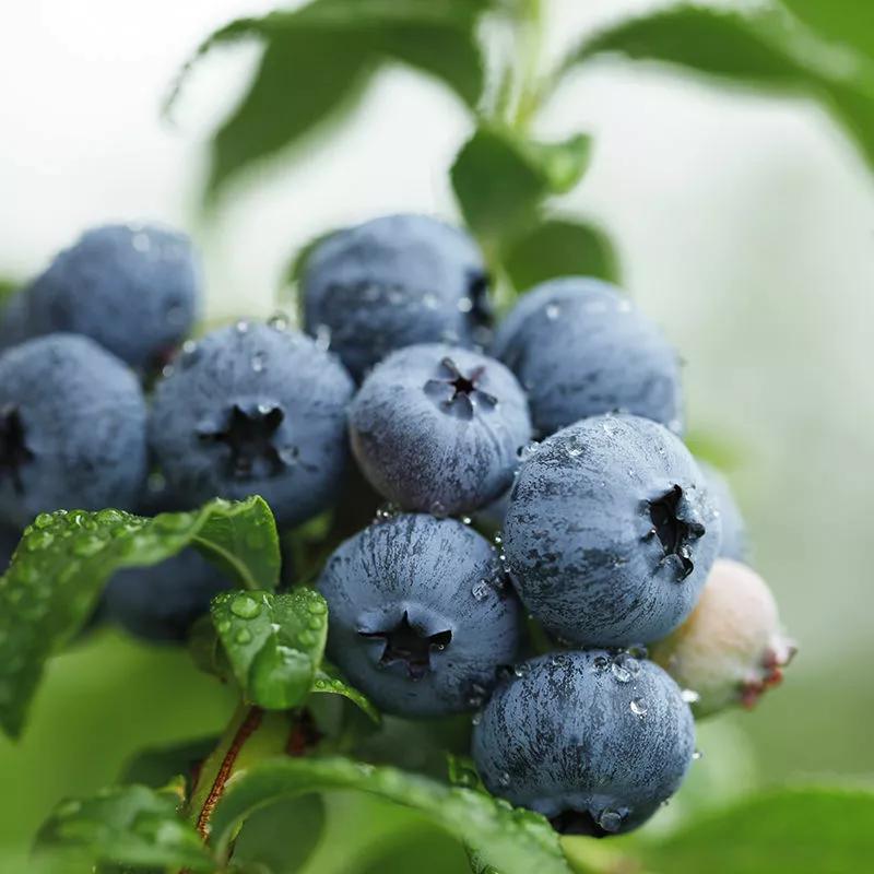 过年女人要善待自己,多吃6种含“天然黄体酮”的食材,价格不高