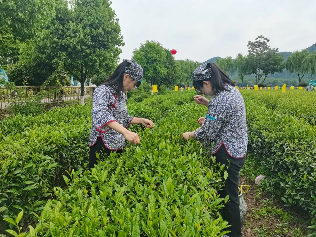 茶叶质量国际行业标准,茶叶国家质量标准最新