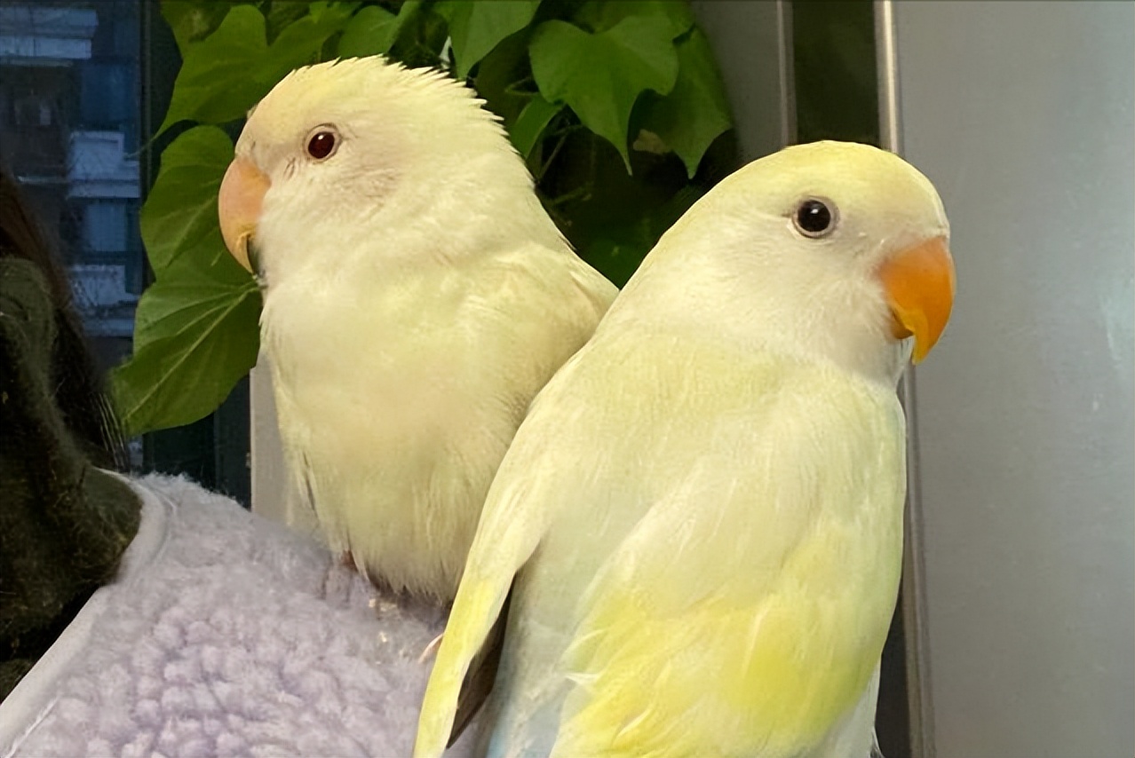 鹦鹉为什么一直拉水便拉稀,牡丹鹦鹉拉白色水状便怎么办