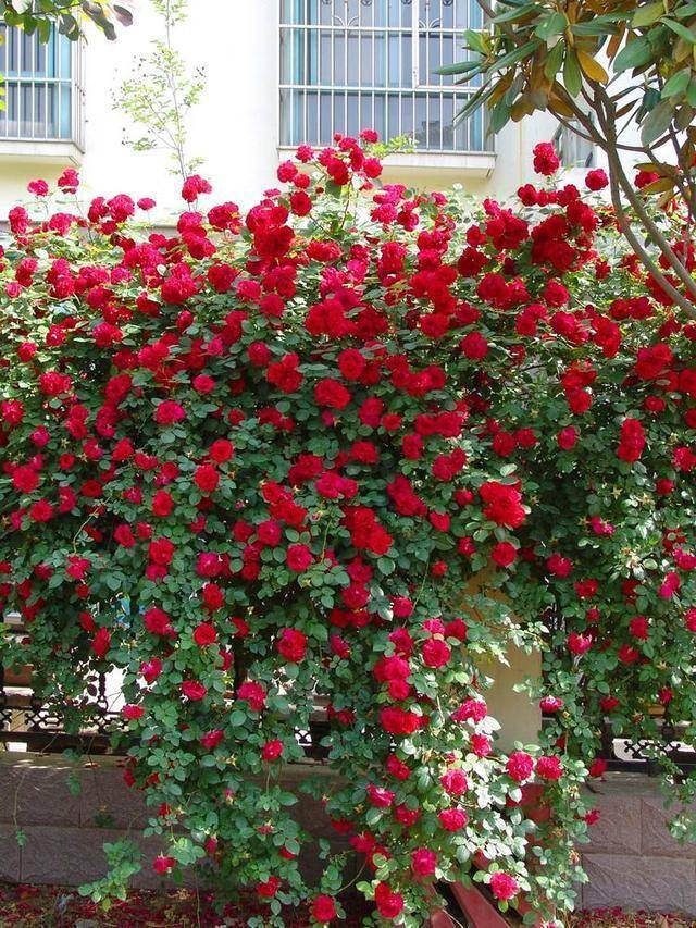 春游观赏的花有哪些,春天赏花什么花好看