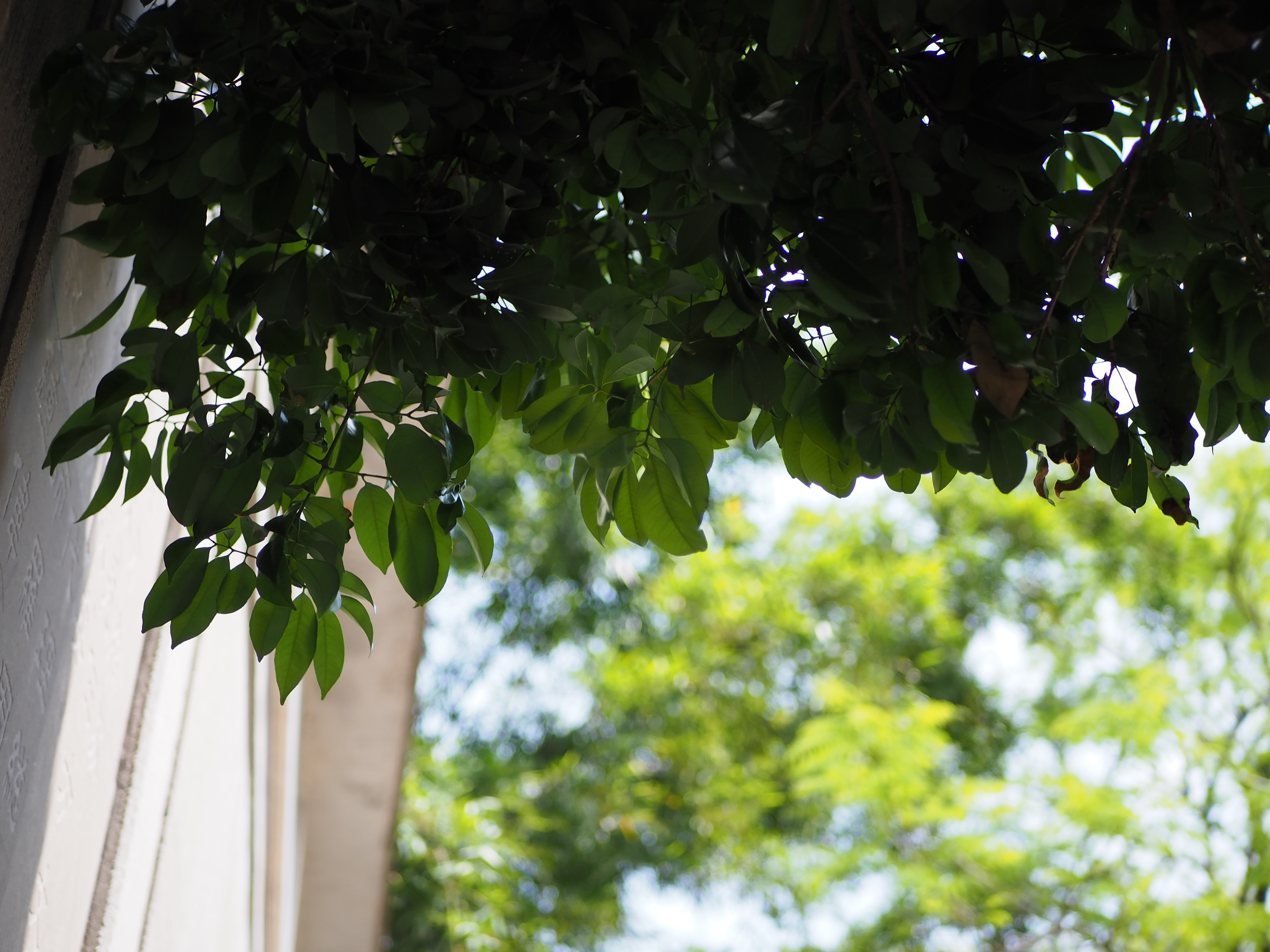 松下25mmF1.7样张赏析，看看画质、锐度如何？