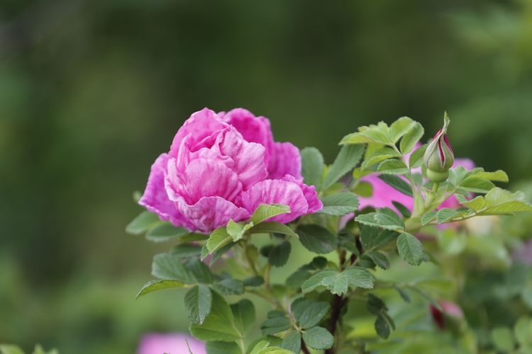 平阴玫瑰花原创包装设计,平阴玫瑰花生产厂家电话