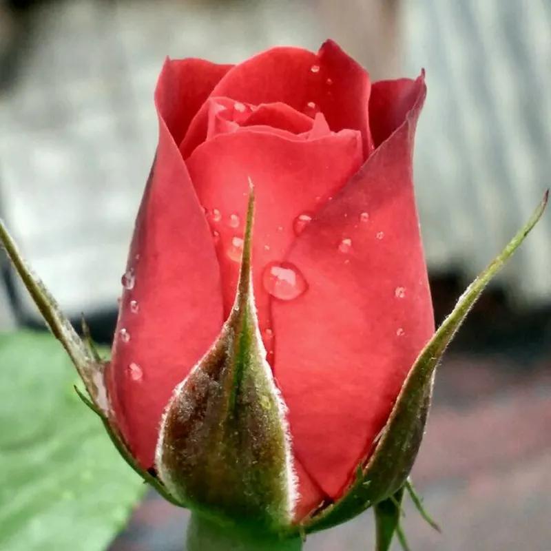 春夏之交，越来越多的花含苞欲放，这一百种娇媚蓓蕾真是美不胜收