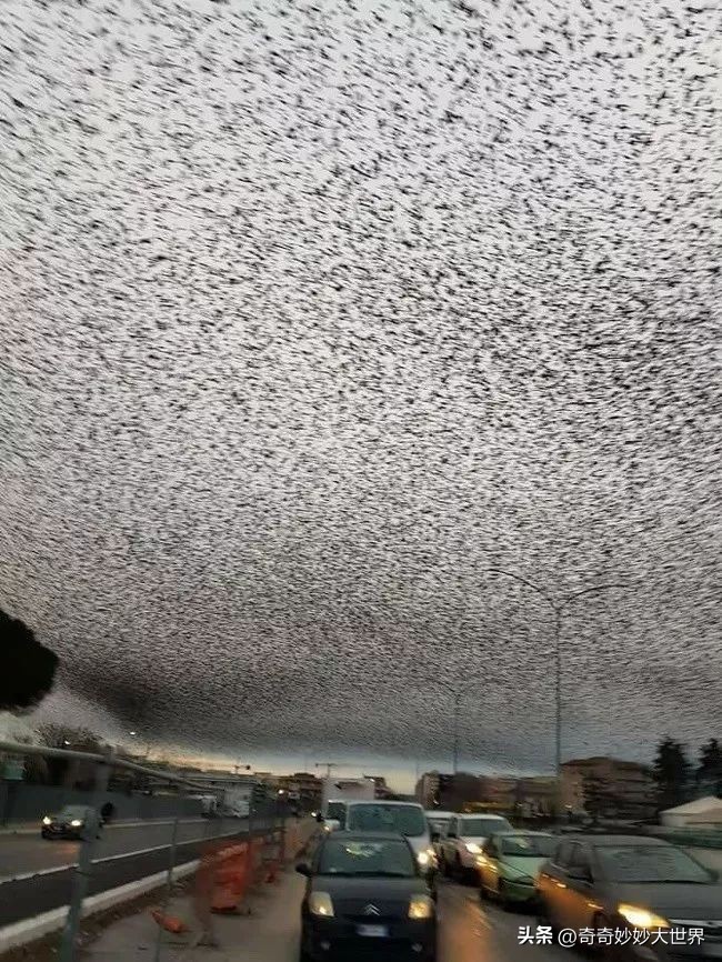 28张图看世界，欧洲贵妇的小便神器，在挪威“当官”的企鹅