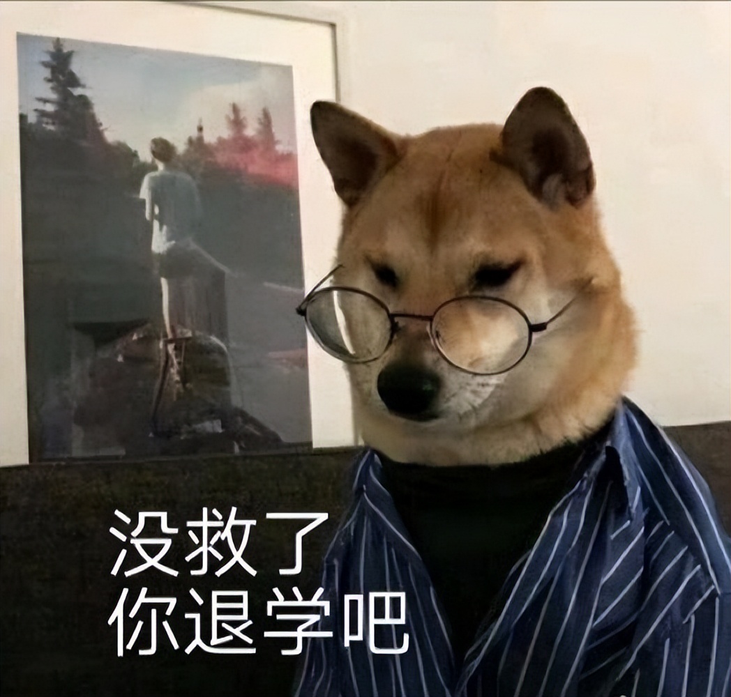 什么狗聪明听话又好养有安全感,狗有哪些特征就是一条好狗