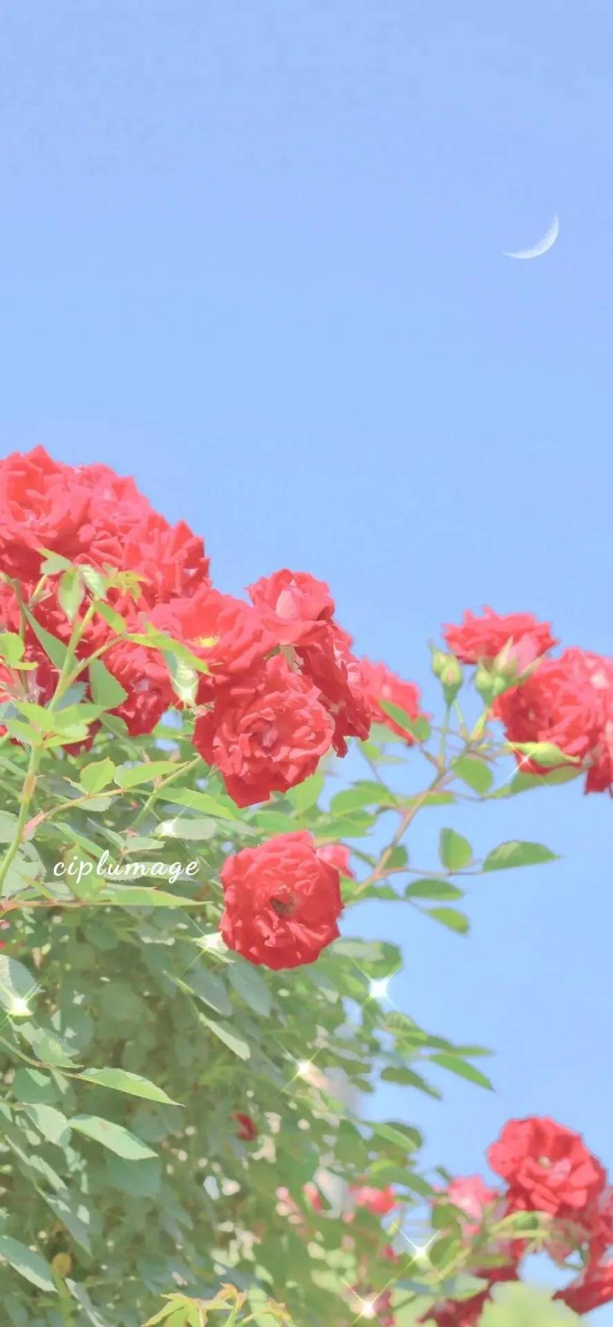 我好想你含蓄表达,好想你隐晦表达