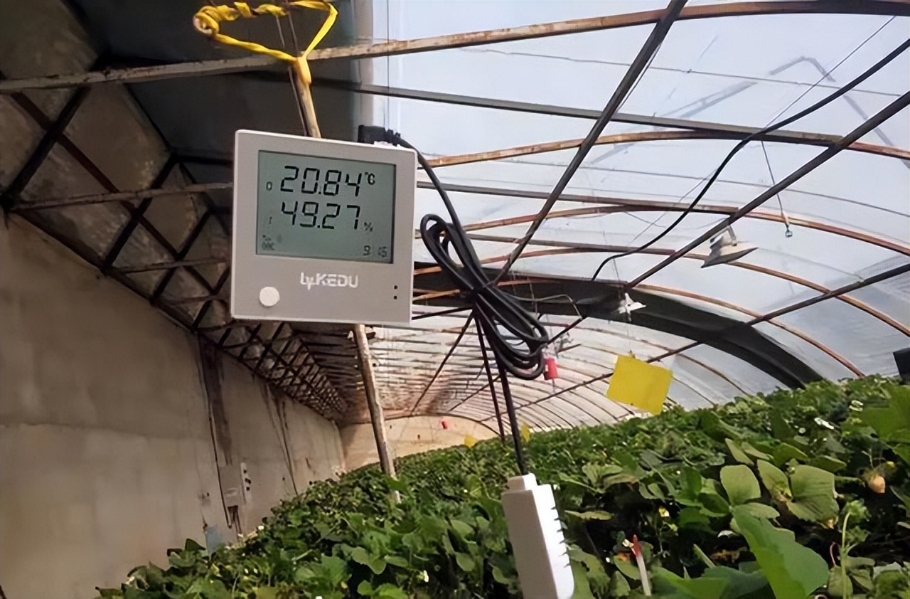 大棚芸豆栽上以后卷叶是什么原因,豆角芸豆怎样种植结果多